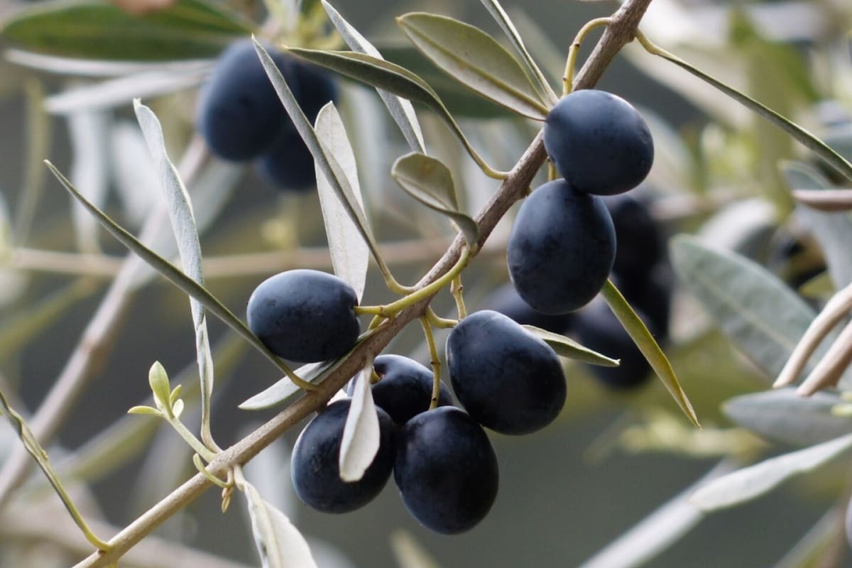 Las aceitunas son excelentes para el organismo