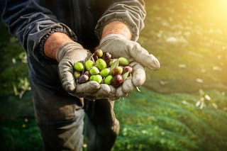El fruto con funciones digestivas y beneficios cardiovasculares que recomiendan los nutricionistas