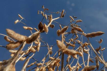 Las Acequias: Cosecha de soja en Las Acequias, Córdoba.