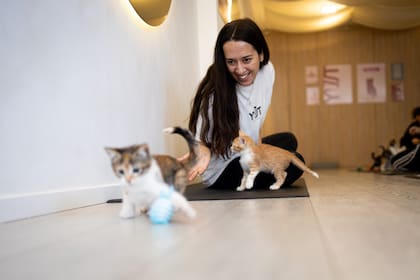 Las adopciones son opcionales; una parte de lo recaudado de las entradas se destina a los refugios, al tiempo que se aceptan donaciones e incluso ofertas para “transitar” animales