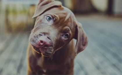 Las aglomeraciones y ruidos fuertes estresan a los perros