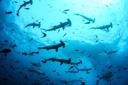 Las aguas de las Galápagos son ricas en biodiversidad