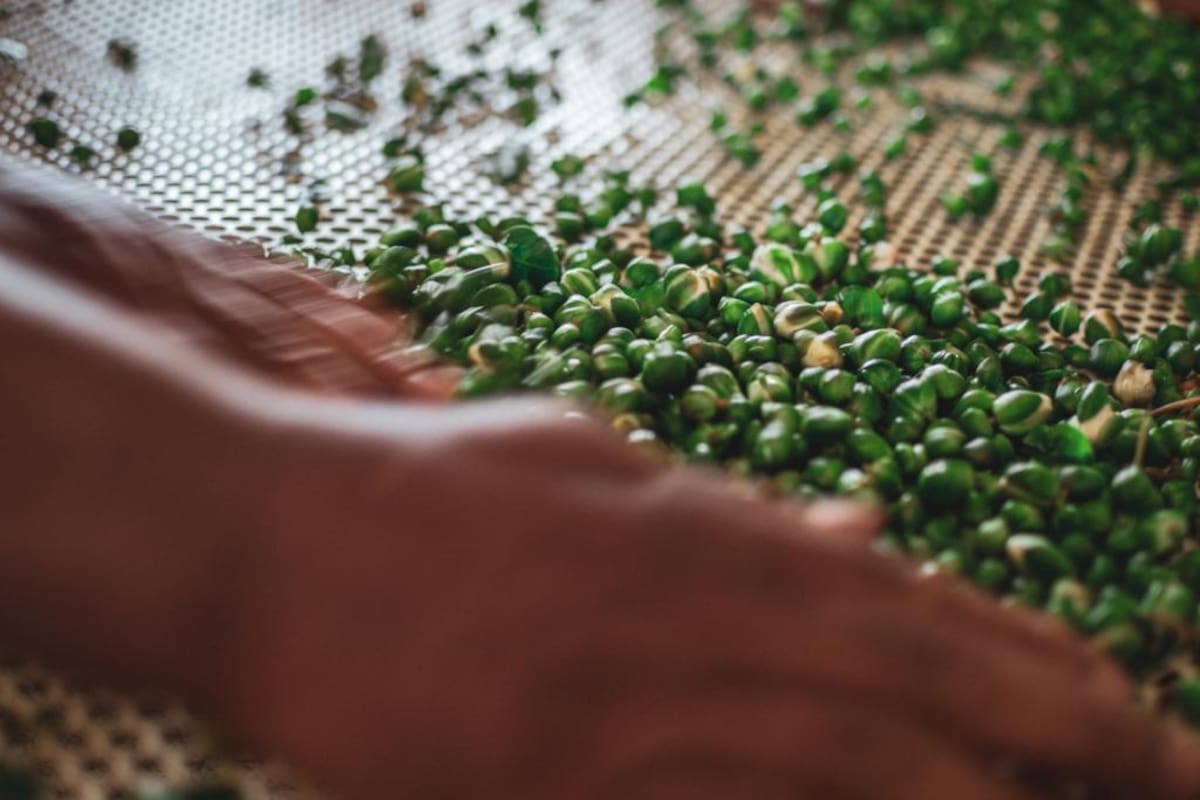 Las alcaparras durante el proceso de separación de calibre