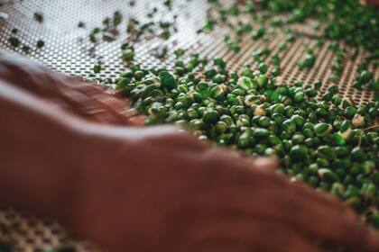 Las alcaparras durante el proceso de separación de calibre