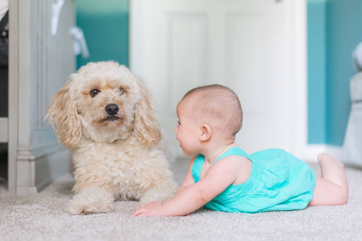 Las alfombras se pueden mantener limpias sin tanto problema
