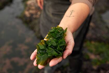 Las algas contienen hasta diez veces más de calcio que la leche FOTO: La mano de Carola Puraccio, quien vive frente al mar y revaloriza el consumo de algas