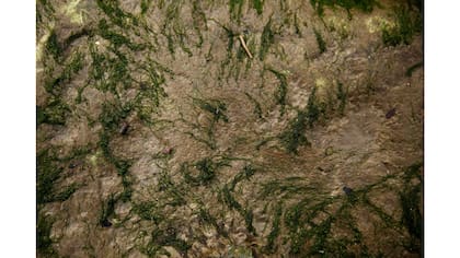 Las algas en el lecho del río
