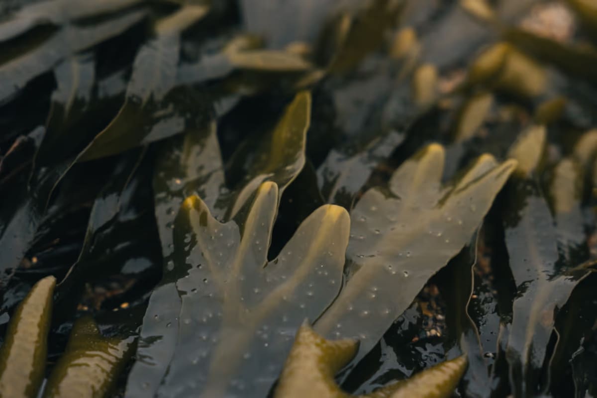Las algas marinas son uno de los materiales naturales que se están empleando como alternativas al plástico