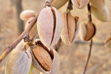 Las almendras beneficiarían a las personas que tienen diabetes (Foto Pexels)