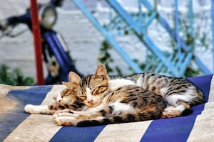 Las altas temperaturas pueden poner en riesgo la salud de las mascotas