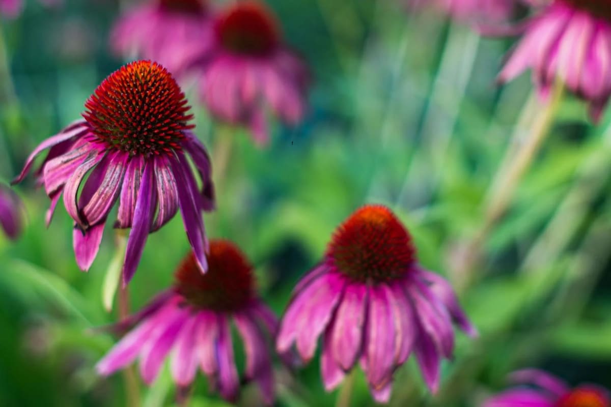 Las alternativas naturales para sanar estas dolencias respiratorias