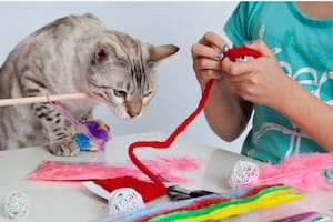 Las alternativas para que tu gato se divierta en casa sin gastar de más