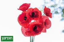 El regreso del rojo, el color que vuelve a encender los jardines