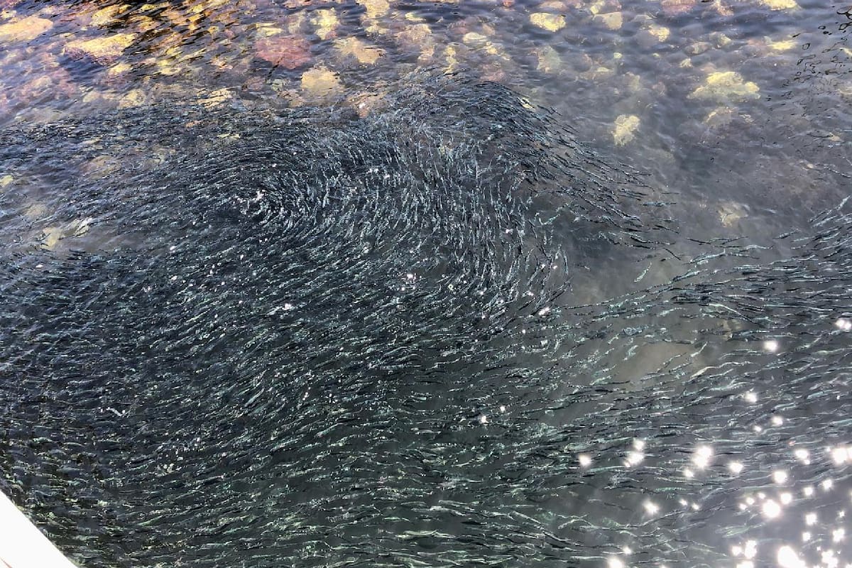 Las anchoas invadieron el puerto de Santa Cruz, California