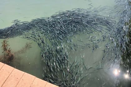 Las anchoas invadieron el puerto de Santa Cruz, California
