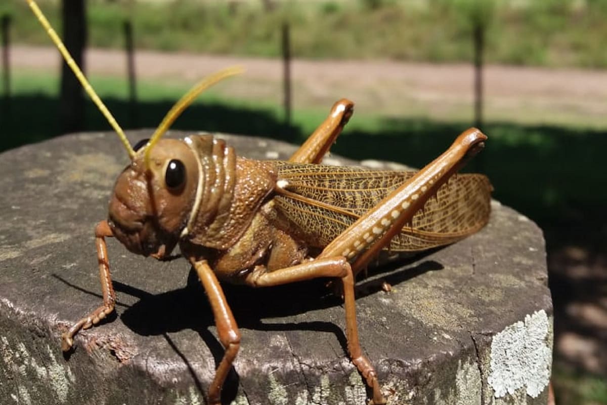 Las "tucura sapo" se alimentan de ejemplares muertos de la misma especie
