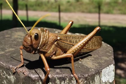 Las "tucura sapo" se alimentan de ejemplares muertos de la misma especie
