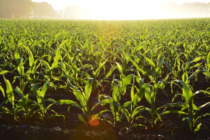 Las anomalías en la temperatura incrementan problemas en la agricultura