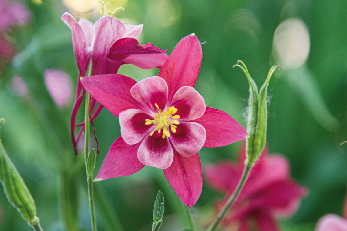 Las aquilegias, comúnmente también llamadas “colombinas” o “aguileñas”, son plantas de fácil cultivos sin grandes requerimientos.