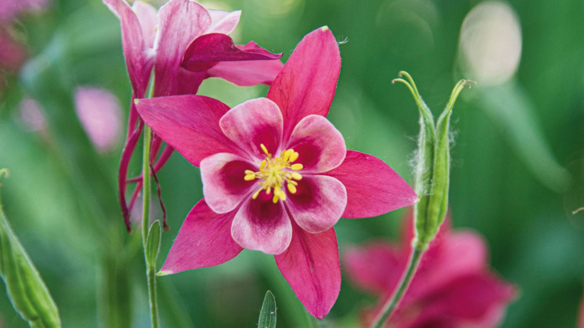 Las aquilegias, comúnmente también llamadas “colombinas” o “aguileñas”, son plantas de fácil cultivos sin grandes requerimientos.