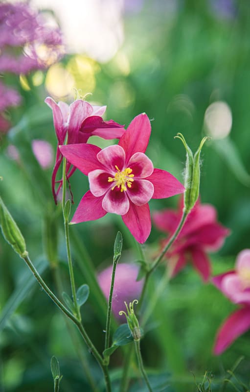 Las aquilegias, comúnmente también llamadas “colombinas” o “aguileñas”, son plantas de fácil cultivos sin grandes requerimientos.