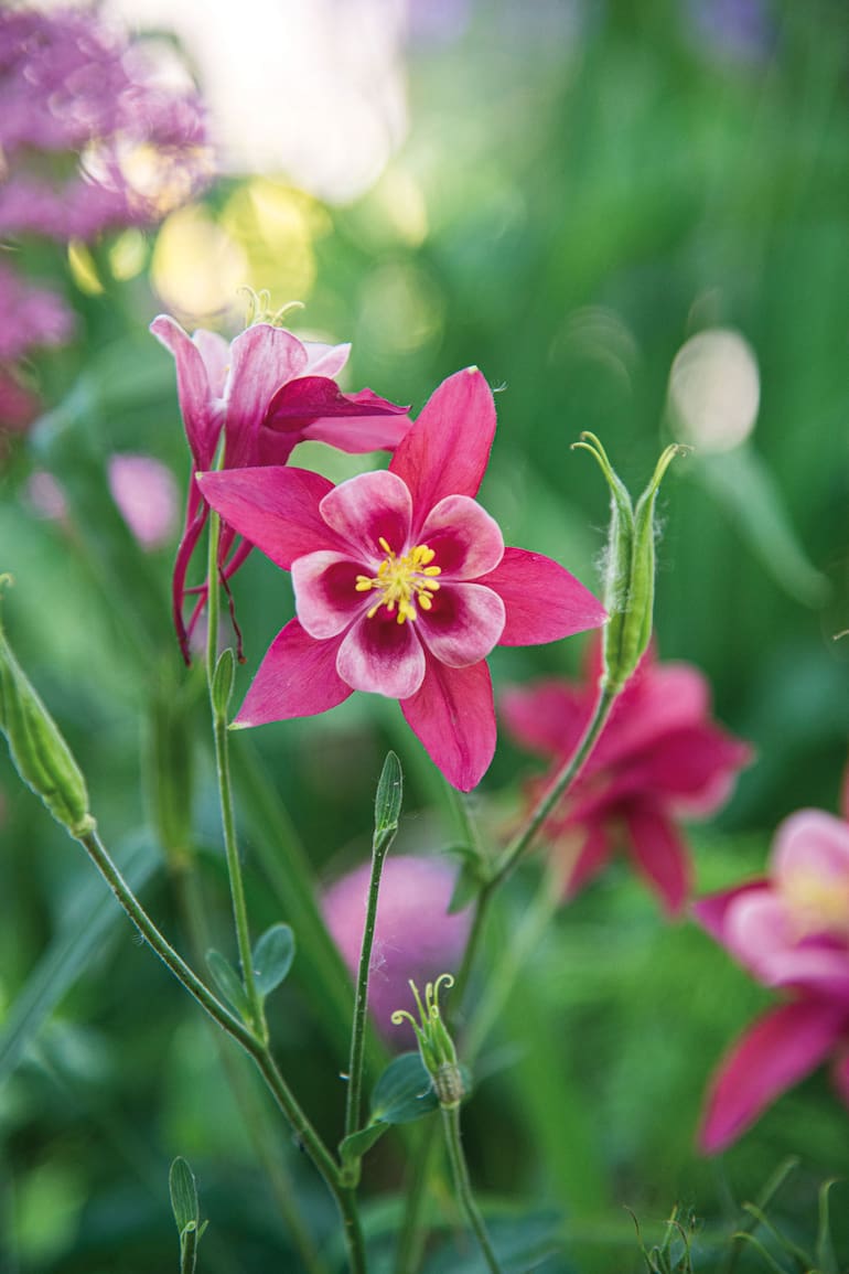Las aquilegias, comúnmente también llamadas “colombinas” o “aguileñas”, son plantas de fácil cultivos sin grandes requerimientos.