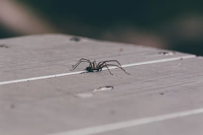 Las arañas ayudan a combatir otras plagas de insectos sin la necesidad de utilizar insecticidas (imagen ilustrativa)