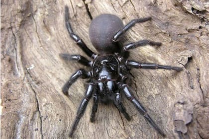 Las arañas de tela con embudo son unas de las especies más peligrosas del mundo