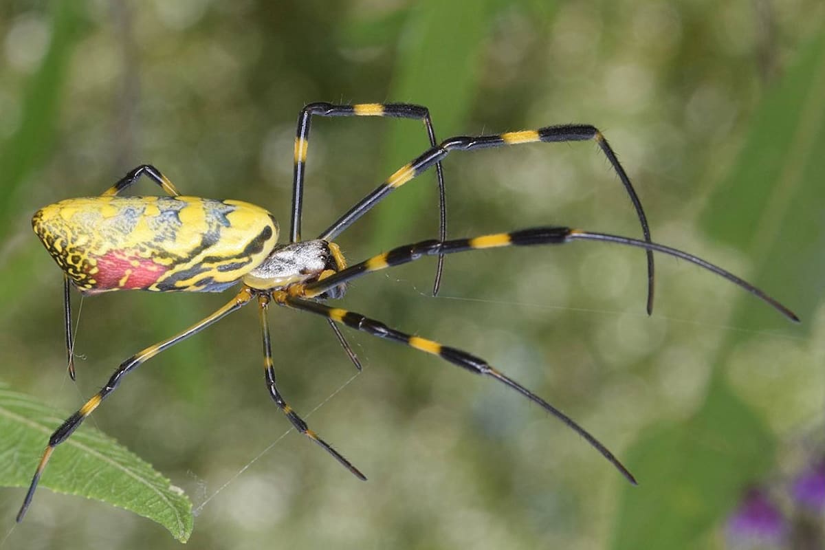 Las arañas Joro son una especie invasora que proviene de Asia, conocidas por generar largas hebras de seda que el viento puede llevar a través del aire (Archivo)