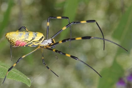 Las arañas Joro son una especie invasora que proviene de Asia, conocidas por generar largas hebras de seda que el viento puede llevar a través del aire (Archivo)