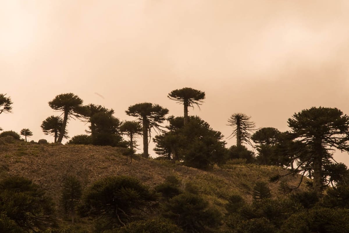 Paseos en el bosque de Villa Pehuenia