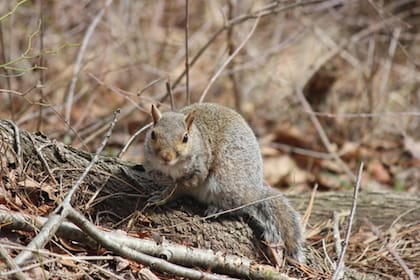 Las ardillas zorro grises, rojas (pino) y orientales se pueden cazar en Maryland de septiembre a febrero. Foto de la guardabosques Elena Gilroy, Departamento de Recursos Naturales de Maryland