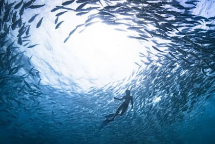 Las áreas de economía azul que más interés suscitan son: el manejo de desechos marinos, economía circular, pesca y acuicultura, restauración de corales y energía marina
