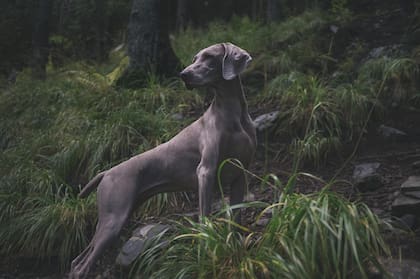 Las áreas del cerebro del perro que se activaban al percibir diferencias numéricas estaban relacionadas con otras capacidades cognitivas como la capacidad de atención