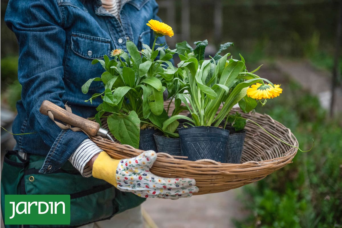 Las aromáticas de otoño acompañan el ritmo del clima y aportan vitalidad cuando el jardín más lo necesita