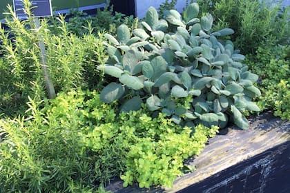 Las aromáticas funcionan como barrera para las plagas, se pueden cultivar en canteros, macetas o cajones.