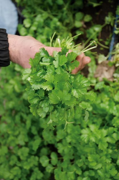 Las aromáticas también resultan muy efectivas para controlar plagas
