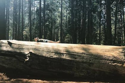 Las asociaciones buscan la preservación (Foto Instagram @globaltreeinitiative)