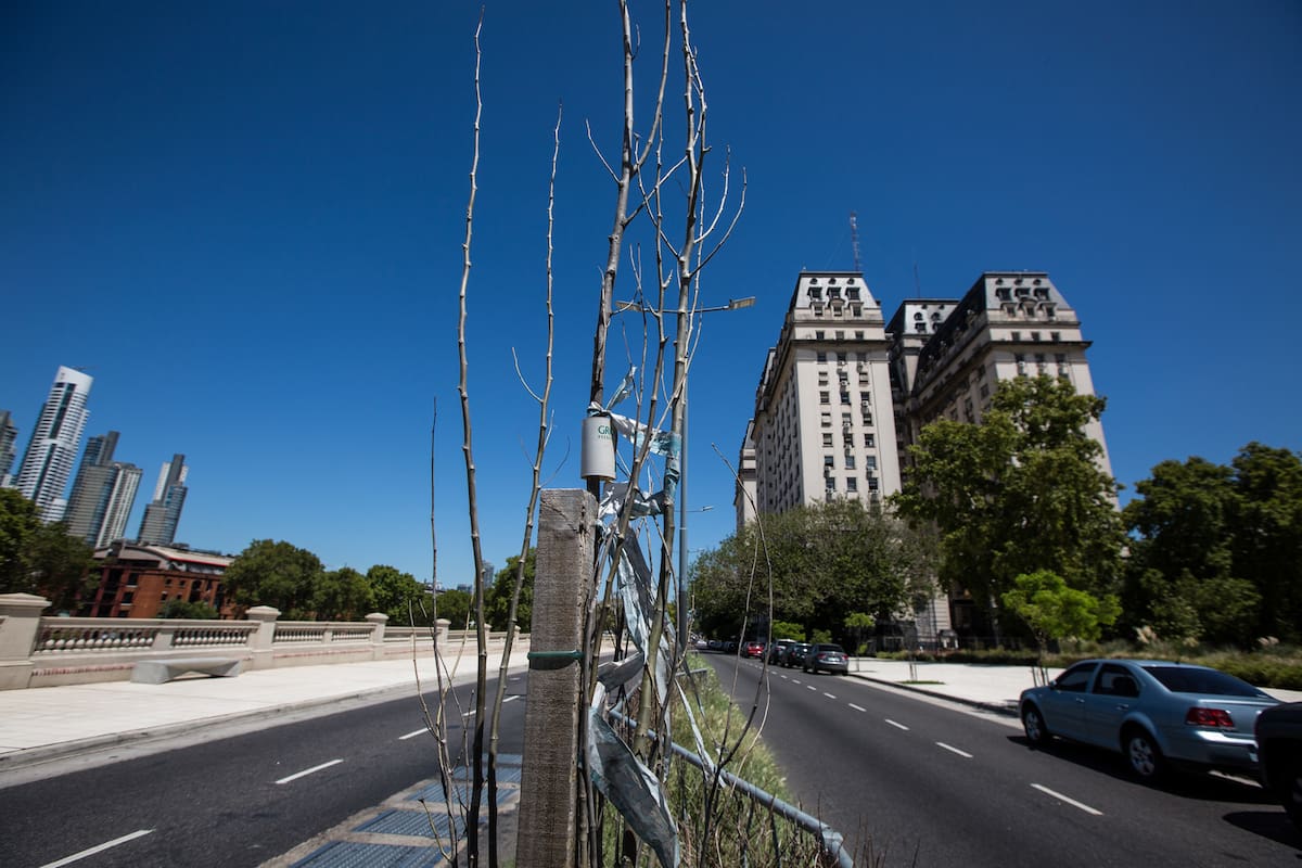 Las asociaciones civiles Basta de Mutilar Nuestros Árboles y Casco Histórico Protege hicieron un nuevo relevamiento