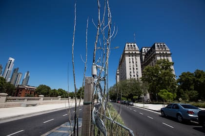 Las asociaciones civiles Basta de Mutilar Nuestros Árboles y Casco Histórico Protege hicieron un nuevo relevamiento