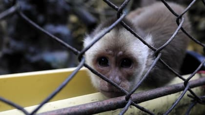 Las autoridades ambientales piden a los ciudadanos no sacar a estos animales de su hábitat natural
