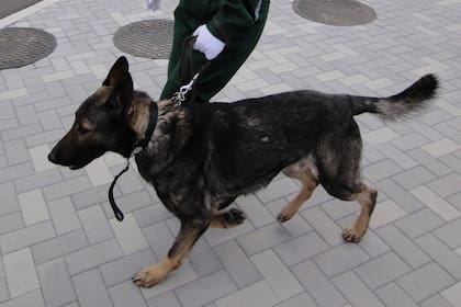 Las autoridades chinas buscan reducir la cantidad de tiempo que insume el entrenamiento de los perros policiales