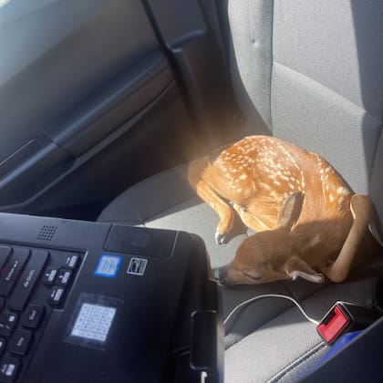 Las autoridades compartieron la trayectoria del venado en Florida