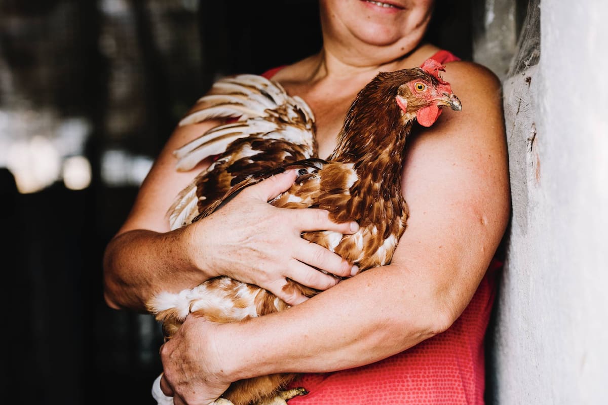 Las autoridades de California quieren regular las peleas de gallos