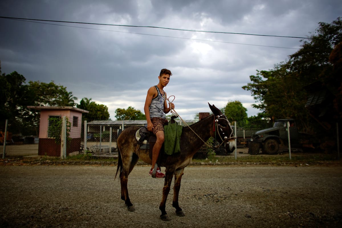 Las autoridades de Cuba han instado esta semana a potenciar la "tracción animal" para combatir la crisis de combustible