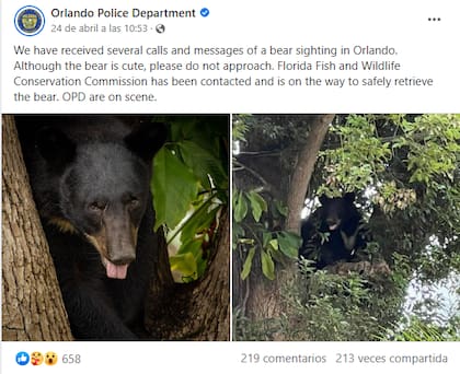 Las autoridades de Florida informaron sobre la aparición del oso a través de sus redes sociales