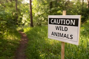 Las autoridades de Nueva York alertan sobre no hacer esta práctica con animales en las casas ni parques