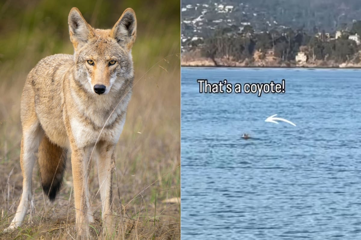 Las autoridades de un parque estatal de California advirtieron un coyote en el agua