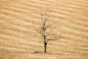Dos tercios de Inglaterra están bajo sequía y las lluvias cayeron un 10%