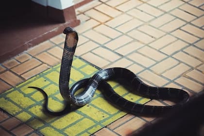 Las autoridades encontraron más de 150 serpientes dentro de un hogar en Pensilvania; muchos de los ejemplares eran venenosos
